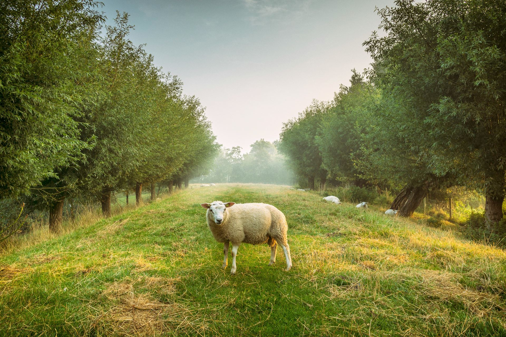 photo of sheep in lane