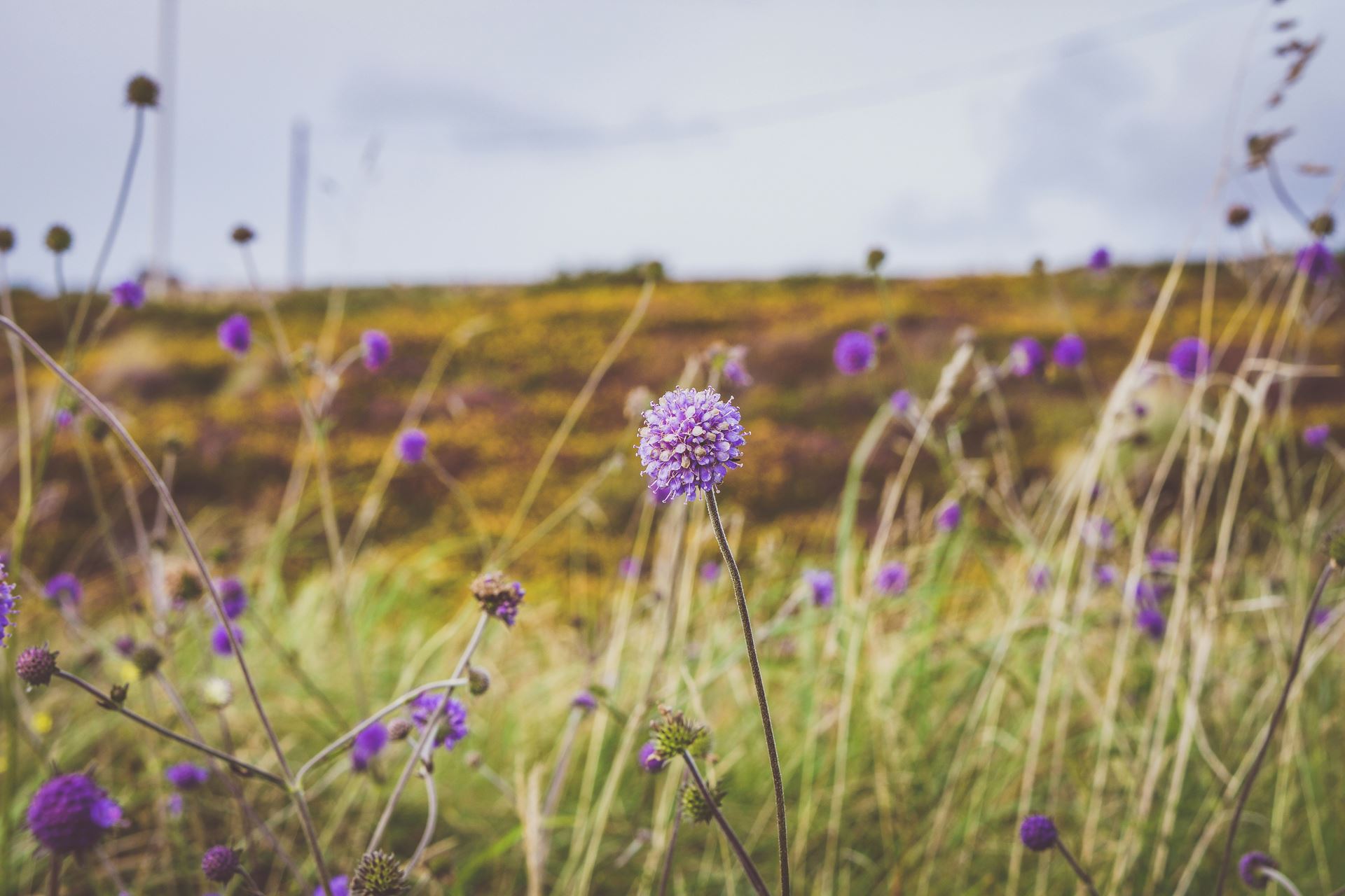 photo of wildflowers